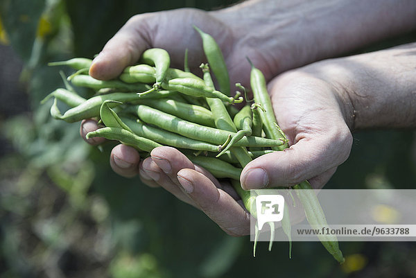 Close-up man hands holding green beans