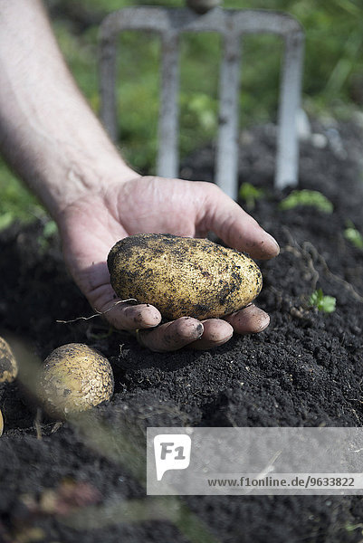 Garden pitchfork man gathering potatoes