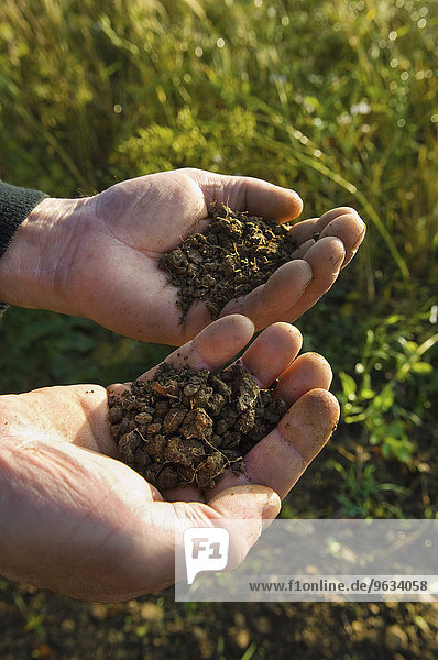 Close up of a man's hands holding soil samples.