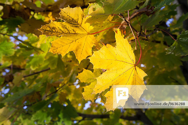 Autumn maple leaves yellow detail close up