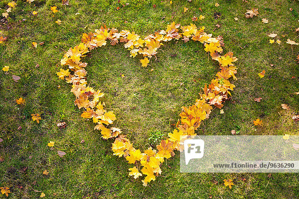 Yellow autumn leaves heart shape grass from above