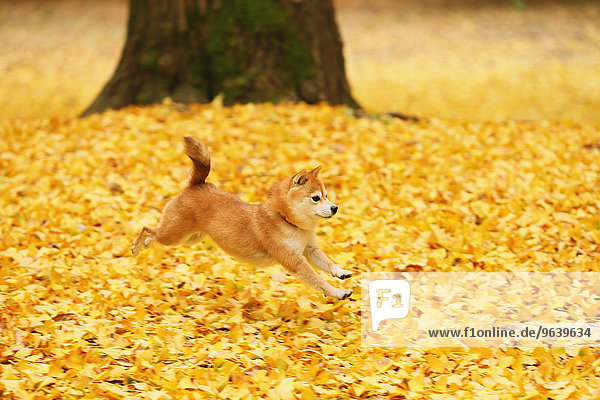 Shiba Inu and Autumn leaves