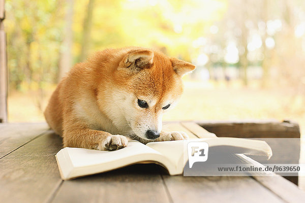 Shiba Inu with book in a park