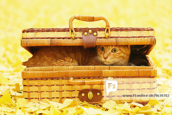 Cat in a wooden basket in a park