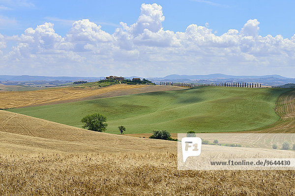 Hügelige Landschaft mit Getreidefeldern und Bauernhof  bei Murlo  Provinz Siena  Toskana  Italien  Europa