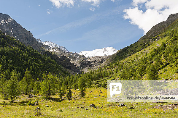 Suldental mit Suldenspitze  Cima di Solda  Nationalpark Stilfser Joch  Ortler-Alpen  bei Sulden  Solda  Trentino-Südtirol  Italien  Europa