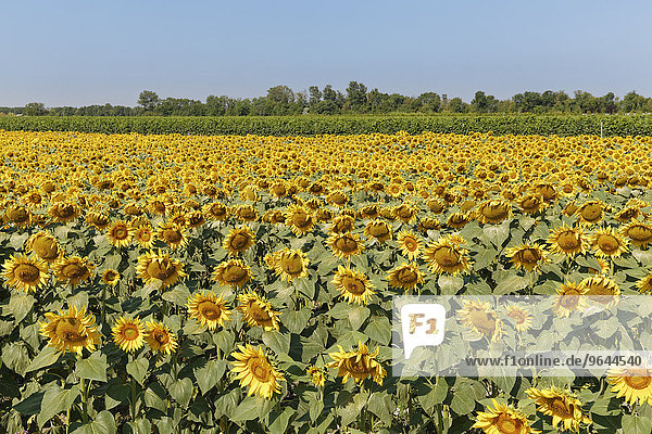 Sunflower field  Seewinkel  Northern Burgenland  Burgenland  Austria  Europe