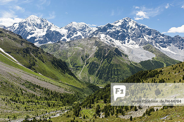 Gipfel der Königspitze  Il Gran Zebru  Monte Zebru und Ortler  Ortles  3905 m  Ortler-Alpen  Rosimtal  Valle di Rosim  Nationalpark Stilfser Joch  bei Sulden  Solda  Trentino-Südtirol  Italien  Europa