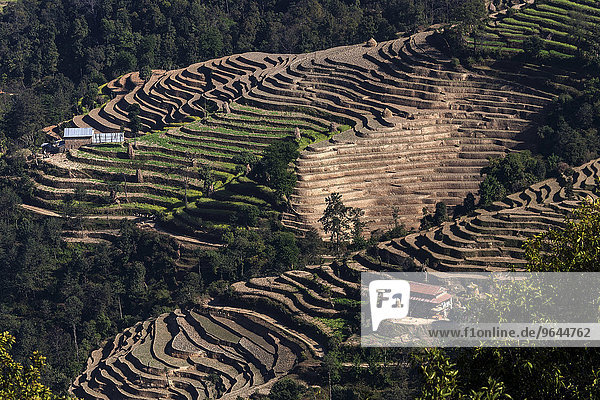 Terrassenanbau  Feldterrassen  bei Nagarkot  Nepal  Asien