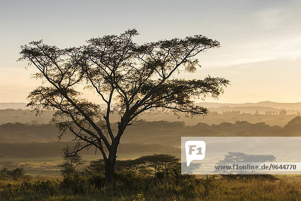 Landschaft im Morgennebel  Ishasha  Queen-Elizabeth-Nationalpark  Uganda  Afrika