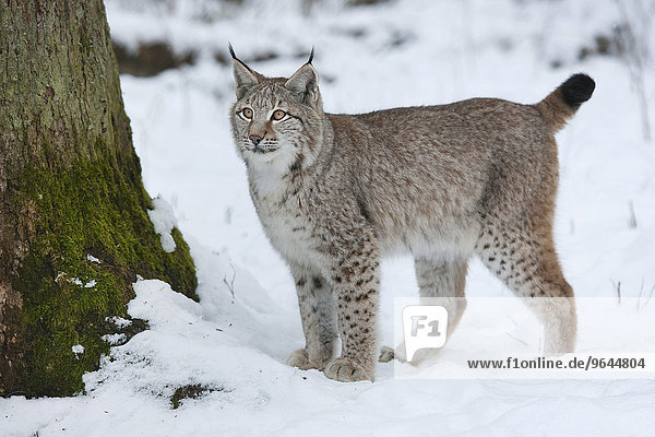 Eurasischer Luchs  Nordluchs (Lynx lynx)  Jungtier steht im Schnee  captive  Bayern  Deutschland  Europa