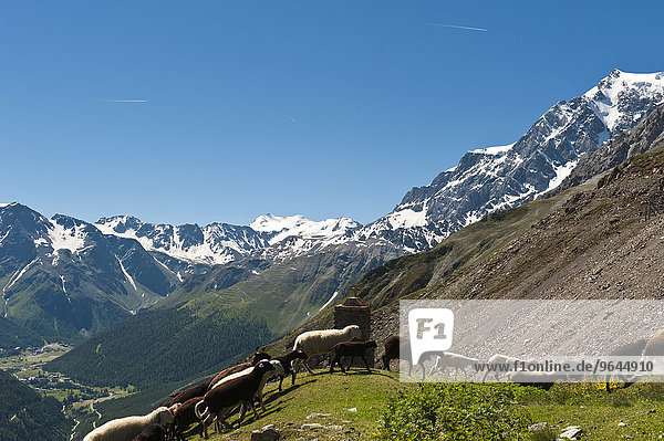 Schafherde zieht an Kreuz vorbei  Zumpanell  rechts Gipfel des Ortler  Ortles  3905 m  Ortler-Alpen  Nationalpark Stilfser Joch  bei Sulden  Solda  Trentino-Südtirol  Italien  Europa
