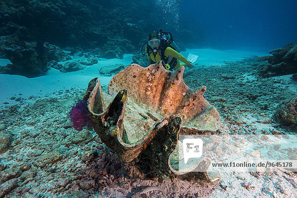 Taucher betrachtet eine tote Mördermuschel oder Große Riesenmuschel (Tridacna maxima)  Palau  Ozeanien
