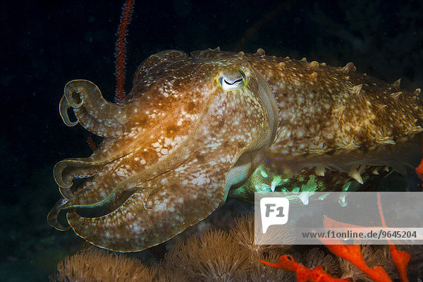 Broadclub Cuttlefish (Sepia latimanus)  Philippines  Asia