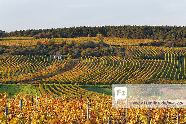 Herbstliche Weinberge  Neckenmarkt  Mittelburgenland  Burgenland  Österreich  Europa