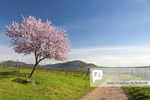 Mandelbaumblüte  Mandelbaum (Prunus dulcis)  Südpfalz  Pfalz  Rheinland-Pfalz  Deutschland  Europa