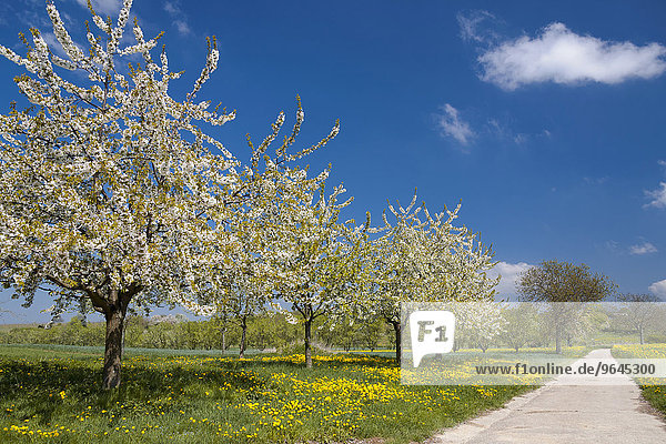 Blühende Kirschbäume (Prunus avium) auf Löwenzahnwiese (Taraxacum officinale)  Südpfalz  Pfalz  Rheinland-Pfalz  Deutschland  Europa