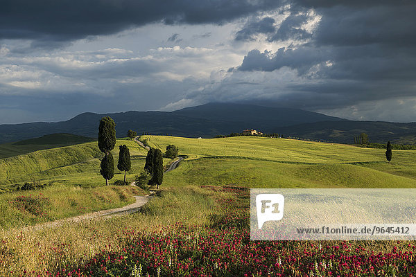 Landschaft mit Feldweg  bei Pienza  Val d'Orcia  Provinz Siena  Toskana  Italien  Europa