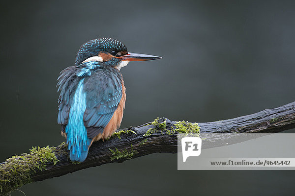 Eisvogel Alcedo atthis , Emsland, Niedersachsen, Deutschland, Europa