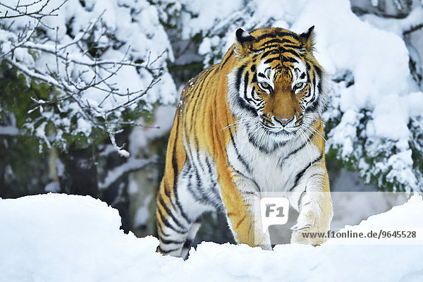 Sibirischer Tiger  auch Amurtiger (Panthera tigris altaica) im tiefen Schnee  captive  Schweiz  Europa