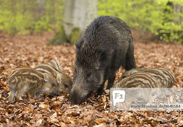 Wildschweine (Sus scrofa)  Bache und Frischlinge im Frühjahrswald  captive  Nordrhein-Westfalen  Deutschland  Europa