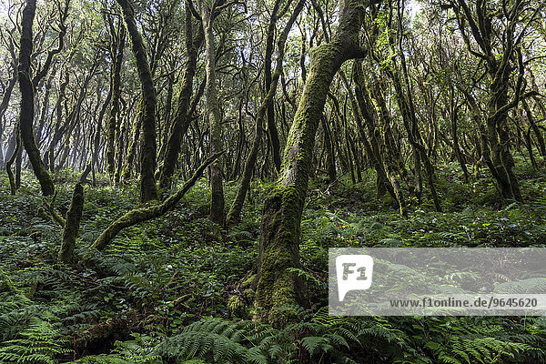 Nebelwald  Lorbeerwald  Nationalpark Garajonay  UNESCO Weltnaturerbe  La Gomera  Kanarische Inseln  Spanien  Europa
