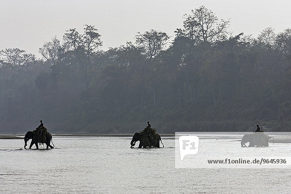 Mahouts crossing the East Rapti River with their elephants at Sauraha  near the Chitwan National Park  Nepal  Asia