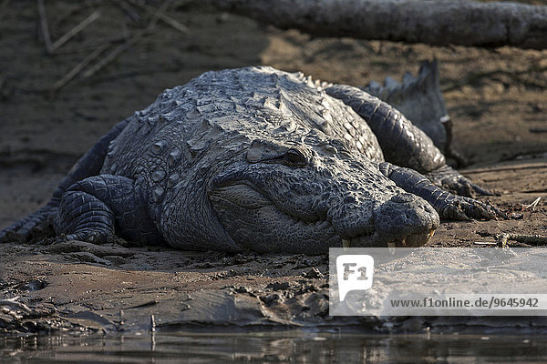 Sumpfkrokodil (Crocodylus palustris) am Ufer des East Rapti River im Chitwan-Nationalpark  bei Sauraha  Nepal  Asien