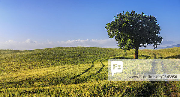 'Felder und ein Baum im Morgenlicht  Val d'Orcia  Toskana  Italien  Europa'