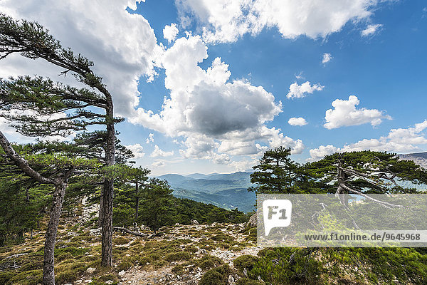 Ausblick über Kiefernwald und grüne Hügel  schöne Wolken  Col de Bavella  Bavella-Massiv  Korsika  Frankreich  Europa