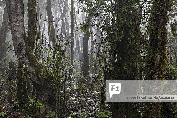 Nebel im Nebelwald  Lorbeerwald  Nationalpark Garajonay  UNESCO Weltnaturerbe  Gegenlicht  La Gomera  Kanarische Inseln  Spanien  Europa