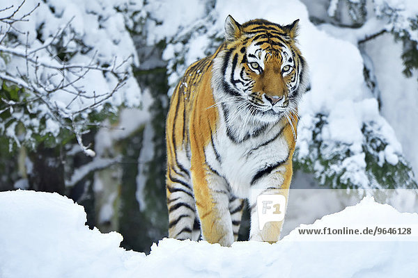 Sibirischer Tiger  auch Amurtiger (Panthera tigris altaica) im tiefen Schnee  captive  Schweiz  Europa