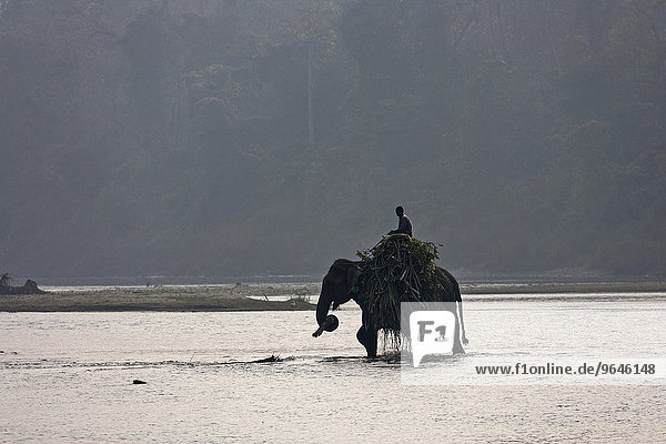 Ein Mahut durchquert mit seinem Elefant den East Rapti River bei Sauraha beim Chitwan- Nationalpark Nepal Asien