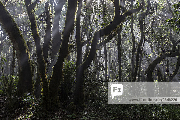 Nebelwald  Lorbeerwald  Nationalpark Garajonay  UNESCO Weltnaturerbe  Gegenlicht  La Gomera  Kanarische Inseln  Spanien  Europa