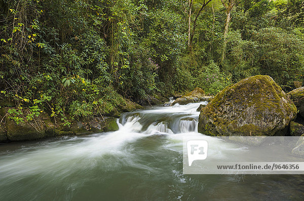 Fluss im Bergregenwald  Felsen  Rio Savegre  Nationalpark Los Quetzales  San Gerardo de Dota  Provinz San Jose  Costa Rica  Nordamerika