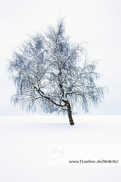 Einzelner Baum im Schnee  Bayern  Deutschland  Europa