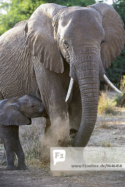 Afrikanischer Elefant  (Loxodonta africana)  Elefantenkuh mit Jungtier  Samburu National Reservat  Kenia  Afrika