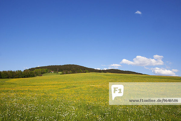 Agrarlandschaft mit Blumenwiese  Mondseeland  Oberösterreich  Österreich  Europa