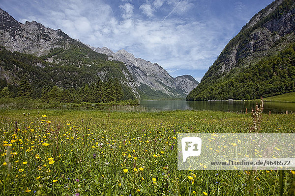 Almwiese mit Ausblick auf Königssee  bei Salet  Berchtesgaden  Bayern  Deutschland  Europa