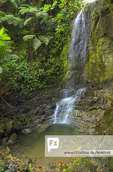 Wasserfall im Dschungel  Provinz Puntarenas  Costa Rica  Nordamerika