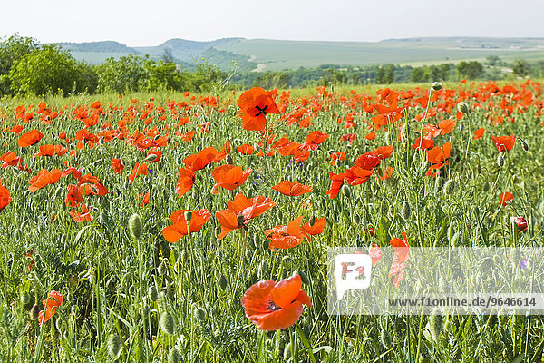Wiese mit vielen roten Mohnblumen  Hügel und Wald am Horizont  Krim  Ukraine  Europa