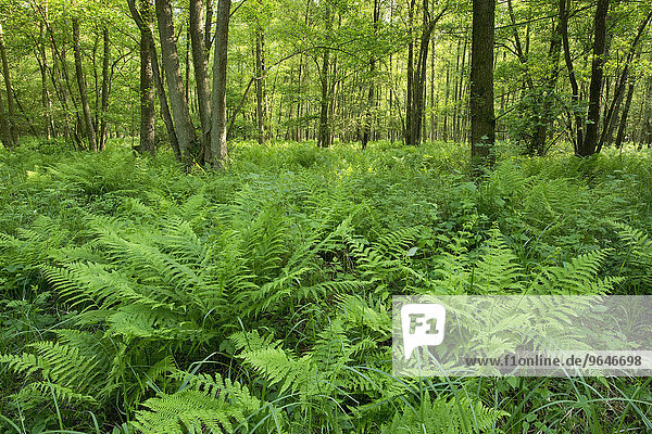 Wald-Frauenfarn (Athyrium filix-femina) im Erlen-Bruchwald  Schwarz-Erlen (Alnus glutinosa)  Naturschutzgebiet Barnbruch  Niedersachsen  Deutschland  Europa