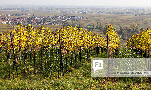 Ausblick über die Weinberge auf den Weinort Hainfeld  Südpfalz  Pfalz  Rheinland-Pfalz  Deutschland  Europa