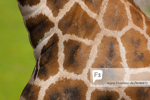 Rothschildgiraffe (Giraffa camelopardalis rothschildi)  Felldetail  captive  Sachsen  Deutschland  Europa