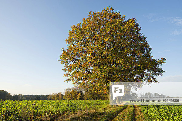 Stieleichen (Quercus robur) an einem Feldweg im Herbst  Niedersachsen  Deutschland  Europa