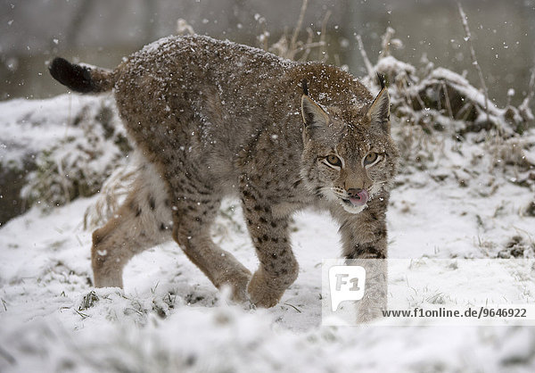 Eurasischer Luchs oder Nordluchs (Lynx lynx),  Nationalpark Bayrischer Wald,  Bayern,  Deutschland,  Europa