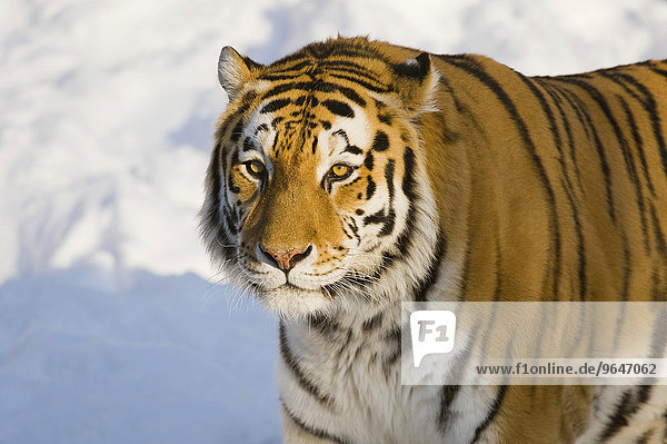 Sibirischer Tiger oder Amurtiger (Panthera tigris altaica)  captive  Sachsen  Deutschland  Europa