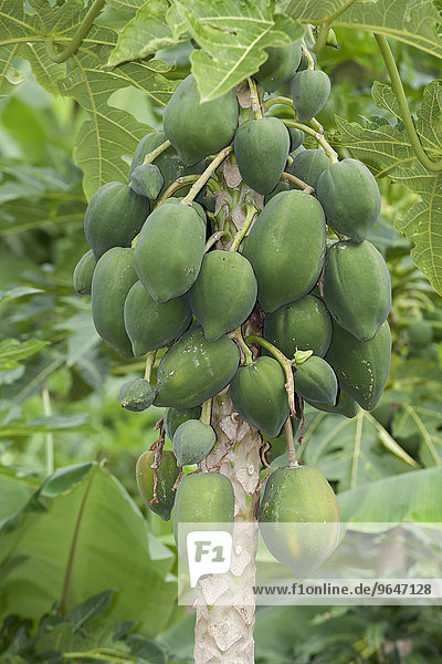 Papayabaum mit Papayafrüchten  auch Baummelonen  (Carica papaya)  Ninh Thuan  Vietnam  Asien