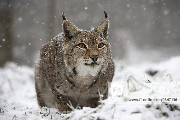 Eurasischer Luchs oder Nordluchs (Lynx lynx)  Nationalpark Bayrischer Wald  Bayern  Deutschland  Europa