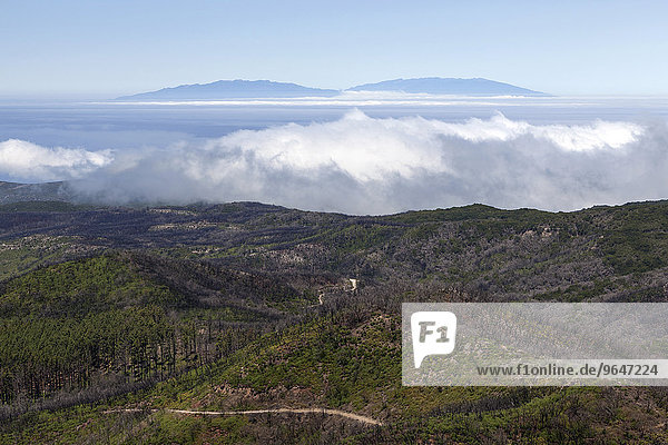 View from the summit of Garajonay on charred shrubs and trees  traces of the forest fire of 2012  on the horizon the island of La Palma  La Gomera  Canary Islands  Spain  Europe